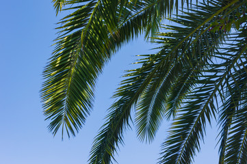 Fototapeta na wymiar Green branches of palm trees on the background of blue sky - background and leisure concept