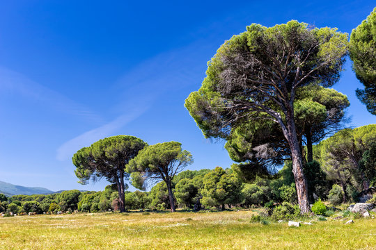 Pinos en las praderas de La Adrada. Avila. Espa&ntilde;a. Europa.