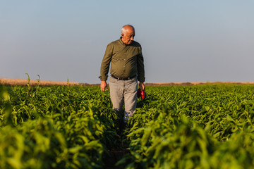 Fototapeta premium Senior farmer walking in paprika field examining vegetables.
