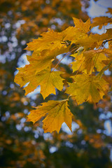 yellow maple leaves on a branch, autumn mood