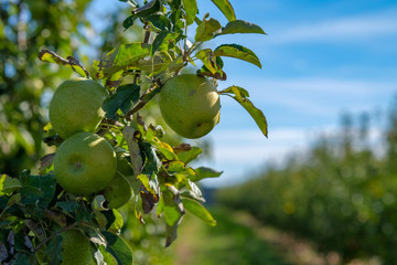 Close up of organic green apples Granny Smith hanging from branch. Bright sunny apple orchard rows of apple trees on blue sky background. Ripe green fruits in orchard ready for harvesting. Catalonia. 