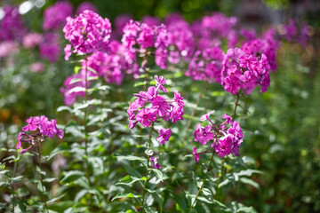 Purple flowers in the garden. Natural background of flowers in natural light.