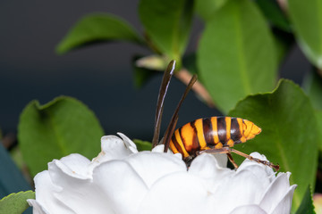 すずめ蜂