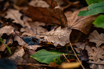 leaves in autumn