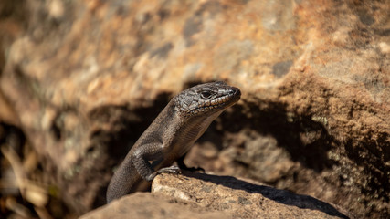 Skink peeking out of his home