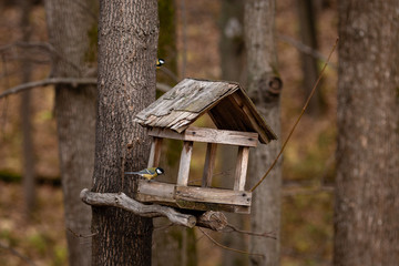 birdhouse on a tree