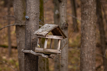 birdhouse on tree