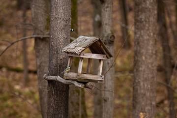 birdhouse on a tree