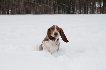 Funny young basset hound runs and plays in deep snow