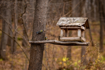 bird feeder