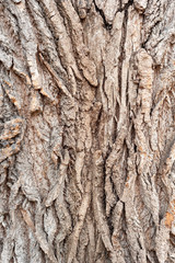 Bark of tree. Coarse rough bark of a tree background.