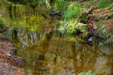 Trees reflected in a clear river in autumn