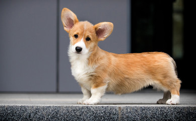 welsh corgi puppy in the city