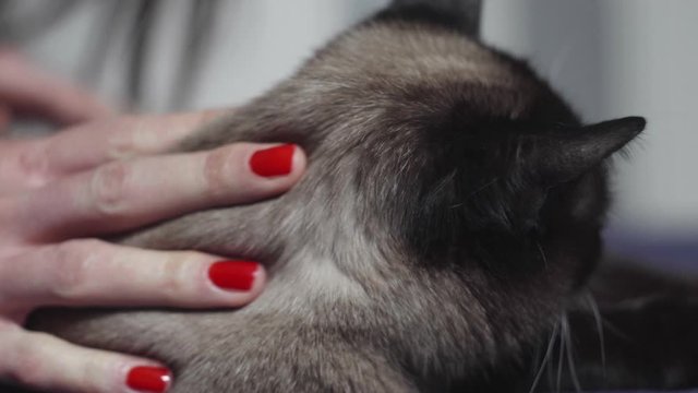 gatto siamese accarezzato da una mano con smalto rosso