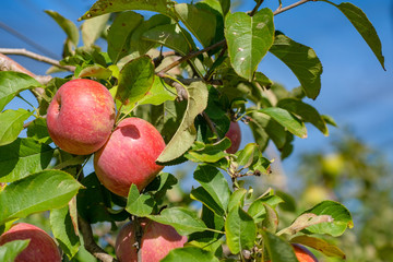 Close up of Red Fuji apples hanging from branch with green leaves. Ripe fruits in orchard ready for harvesting. Tree with ripe fruits in a garden. Red apples on blue sky background in Catalonia.