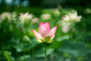 Obraz premium Outstanding pink lotus in the pond