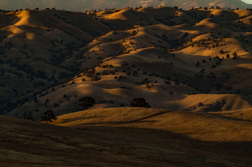 Golden fields of California