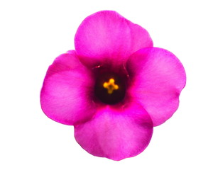 Fototapeta na wymiar Violet flower yellow pollen isolated on white background.