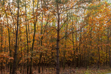 bunt gefärbter Laubwald