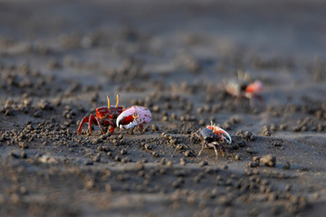 Uca vocans, Fiddler Crab walking in mangrove forest At bassien Beach Mumbai  Maharashtra India.