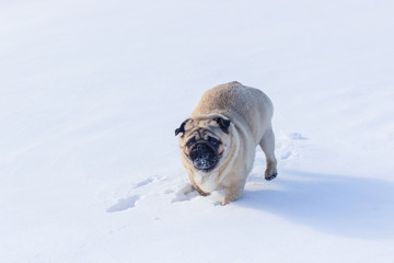 pug puppy run in snow field. winter dog,