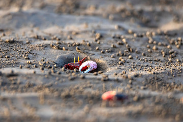 Uca vocans, Fiddler Crab walking in mangrove forest At bassien Beach Mumbai  Maharashtra India.