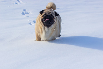 pug puppy run in snow field. winter dog,