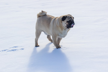 pug puppy run in snow field. winter dog,