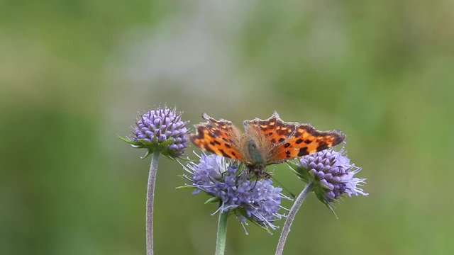 Butterfly Comma (Polygonia c-album) is on a purple flower