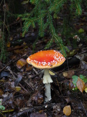 Der Fliegenpilz im Wald