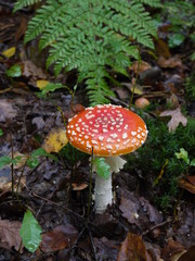 Der Fliegenpilz im Wald