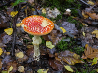 Der Fliegenpilz im Wald
