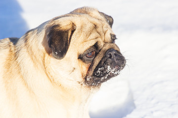 pug puppy run in snow field. winter dog,