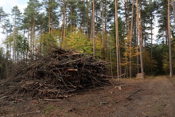 wycinka w lesie, jesień  © sandrqa