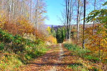 Autumn forest scenery with footpath of fall leaves & warm light illumining the gold foliage.