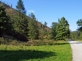 Fototapeta premium landscape with trees and road way