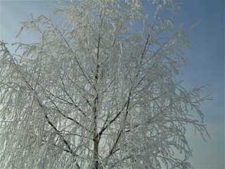 tree in winter