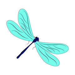dragonfly isolated on white background