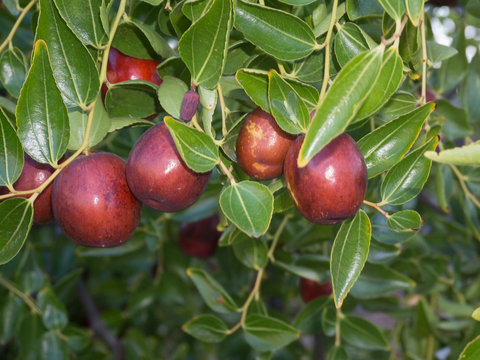 Azofaifo (Ziziphus jujuba) fleshy fruit