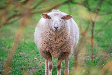 Schaf alleine auf der Wiese mit Gebüsch