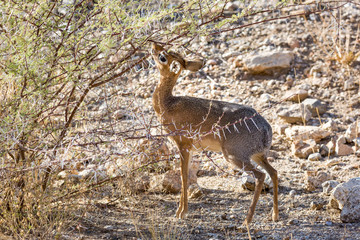 Naklejka na ściany i meble Dik Dik antelope standing in front of a thorny bush and eating, Namibia, Africa
