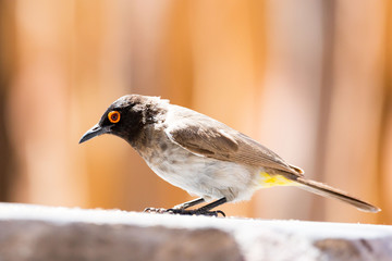 Close up of a red-eyed Bulbul, Namibia, Africa