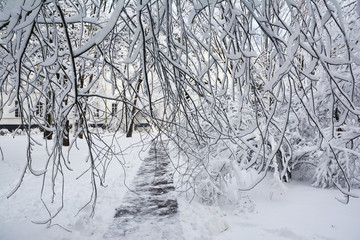 Winter scenery. Beautiful winter park path covered snow. Early frosty morning in the park