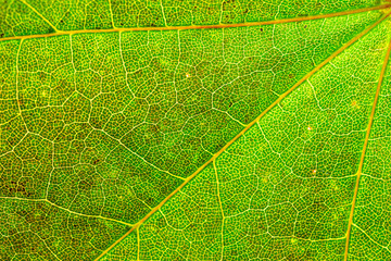 Foliage texture. Tropic leaf pattern. Abstract background. Natur