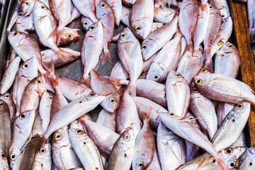 Heap of fresh fish as background