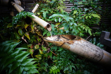 生い茂る緑の林