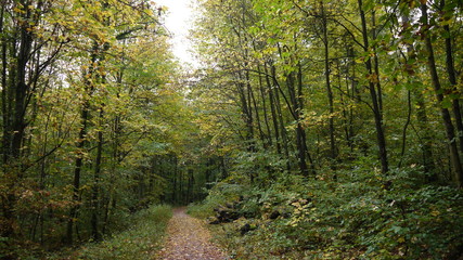 Fototapeta na wymiar Der Waldspaziergang