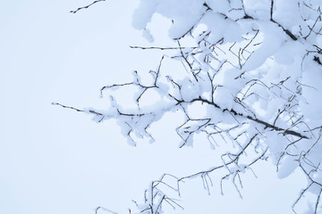 Landscapes of the winter forest with falling snow - wonderland park with snowfall. Snowy winter landscape scene - Image