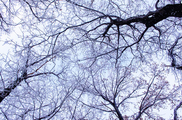Beautiful snowy trees in the forest against a blue sky, bottom view, winter frosty day