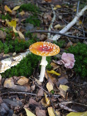 Der Fliegenpilz